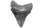 Serrated, Juvenile Megalodon Tooth - South Carolina #370185-1